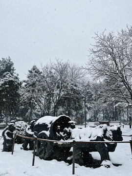 2024大雁塔广场雪景