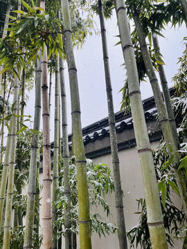 竹林雪景