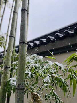 雪中竹林