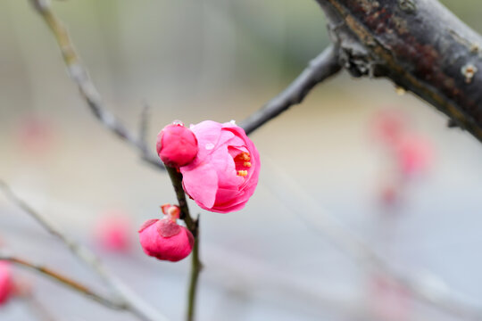 梅花