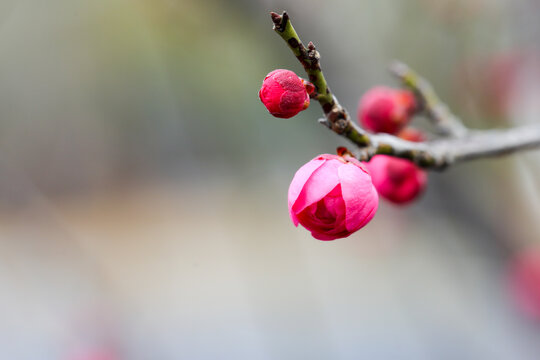 梅花