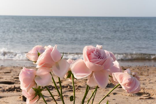 面朝大海春暖花开