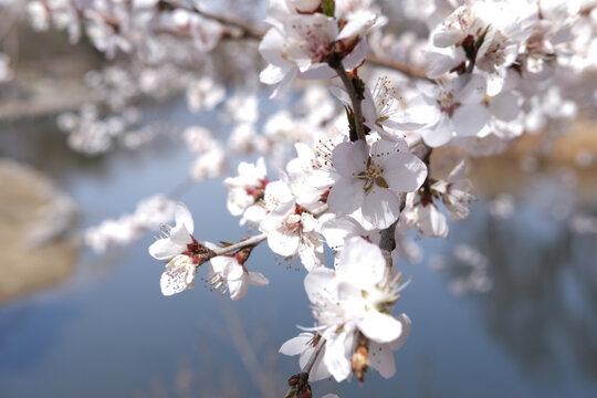 樱花