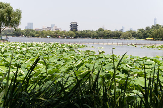 大明湖畔