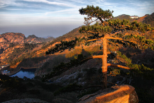 黄山远眺黄山松