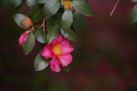 茶花