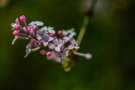 丁香花