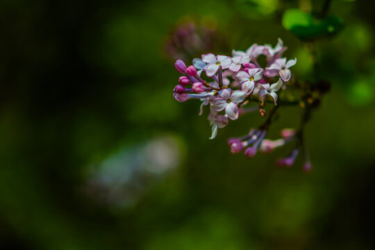 丁香花