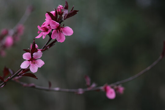 桃花