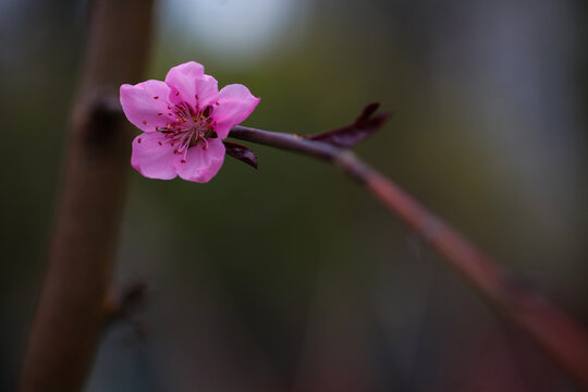 桃花