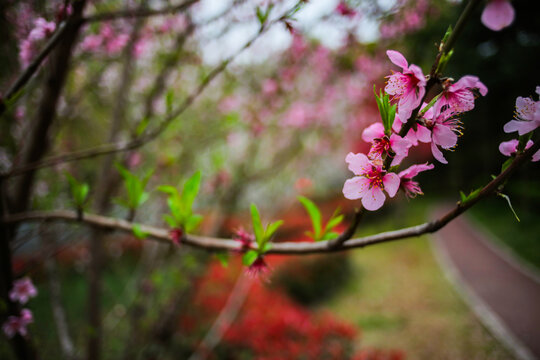 桃花