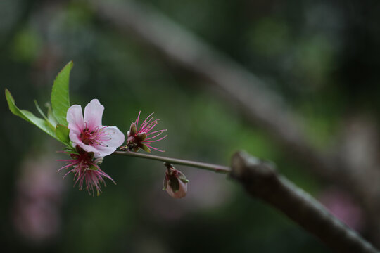 桃花