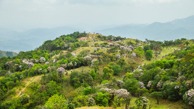 山花烂漫