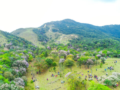 山花烂漫