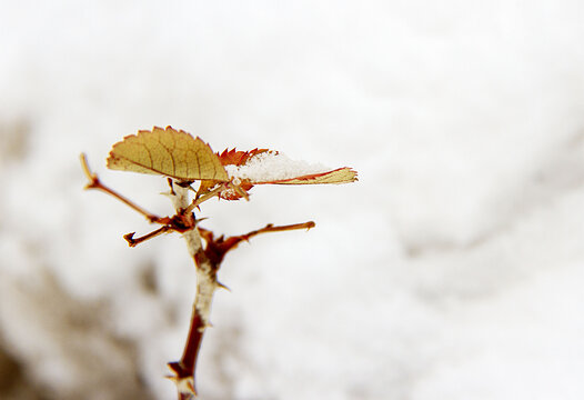 雪中枫叶