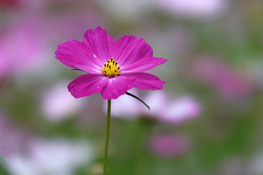 波斯菊