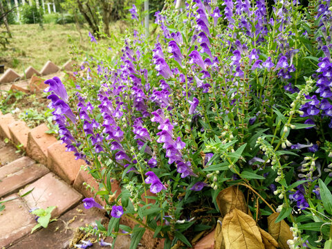 黄芩