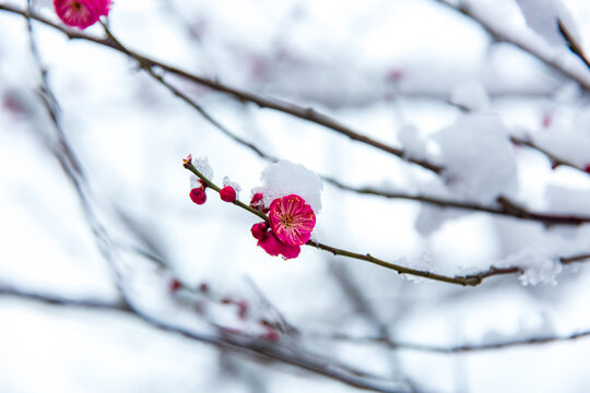 雪中的梅花