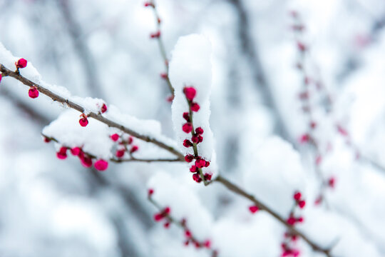 雪中的梅花