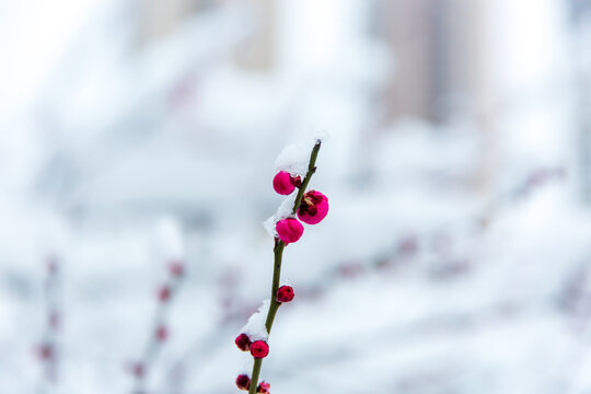 傲雪寒梅