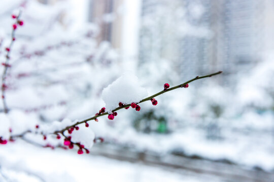 冰雪梅花