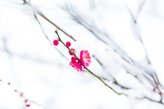 红梅花开