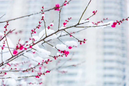 冰雪梅花