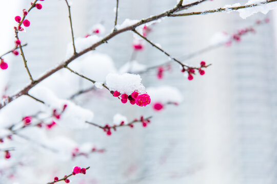 傲雪寒梅