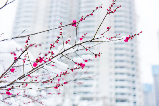 雪中的梅花