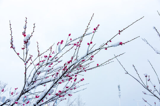 雪中的梅花