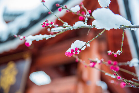 傲雪寒梅