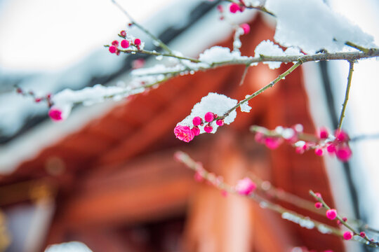 雪压梅花