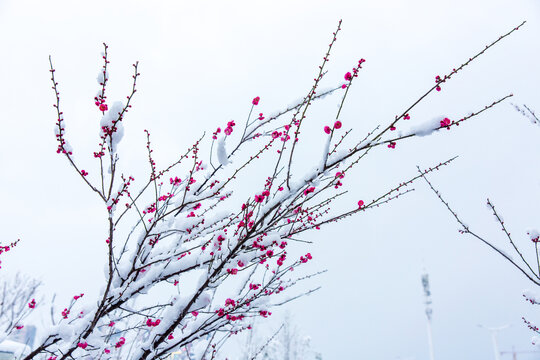 傲雪寒梅