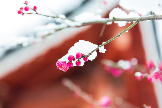 雪压梅花