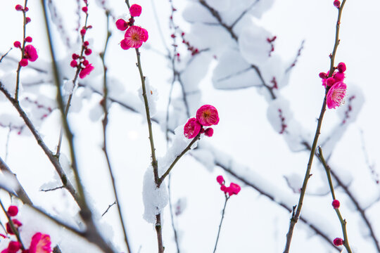 雪中梅花