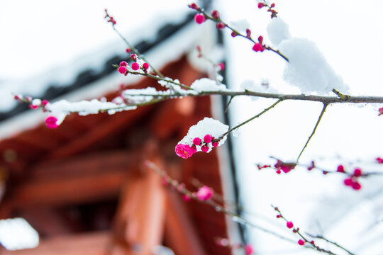 雪中的梅花