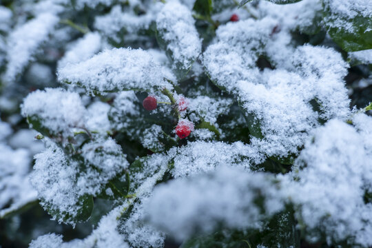 雪压红色果实