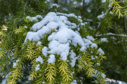 冬季风光积雪压植物