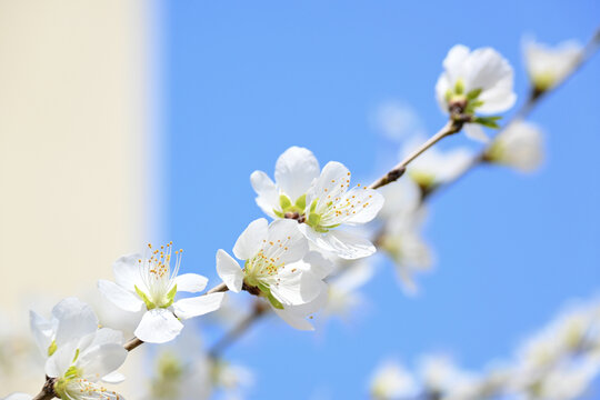 春季开花的桃树