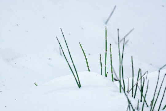 冬季从积雪中冒出来的绿色植物