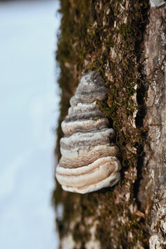 冬季户外长在树木上的菌类