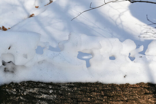 冬季山坡上落在倒下树木上的积雪