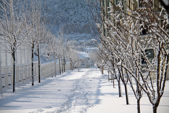 雪路林荫路