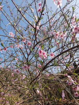 桃花开