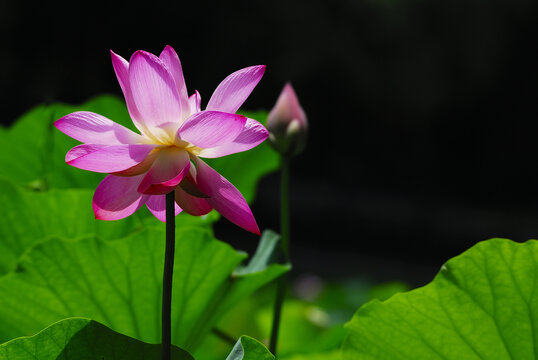 优雅的荷花