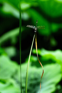 荷塘蜻蜓