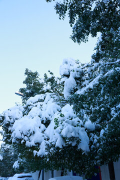 雪景