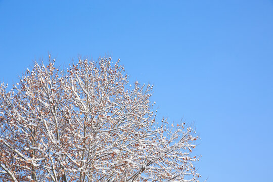 雪景