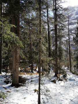 雪山森林