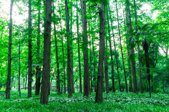 森林公园绿色杉树林